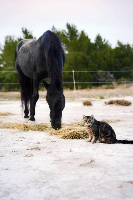 gallopierendes Pferd gallopierendes Pferd